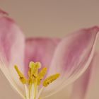 Blütenstempel der Tulpe