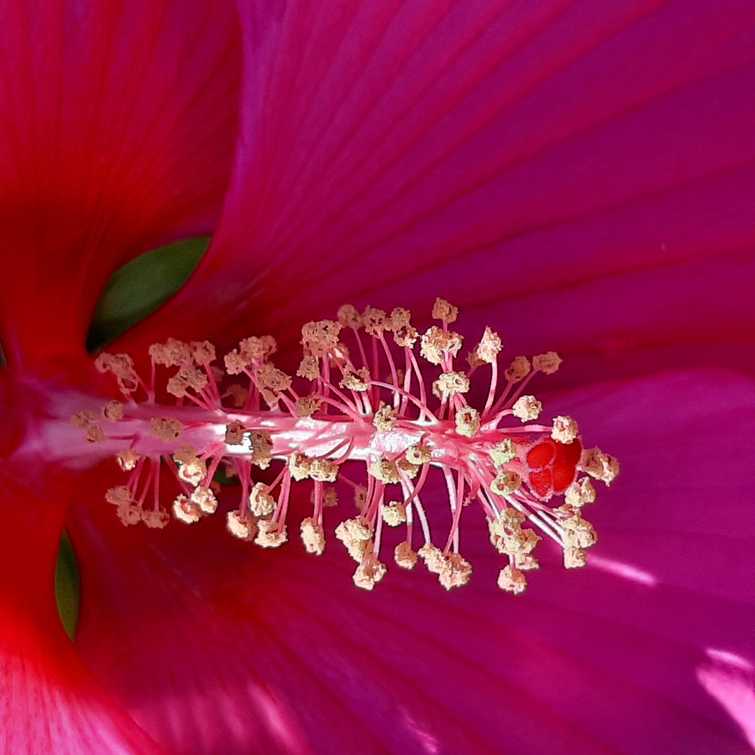 Blütenstempel des Hibiskus