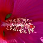 Blütenstempel des Hibiskus