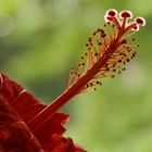 Blütenstempel des Hibiskus