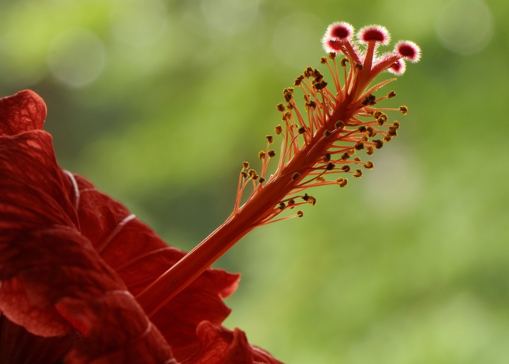 Blütenstempel des Hibiskus