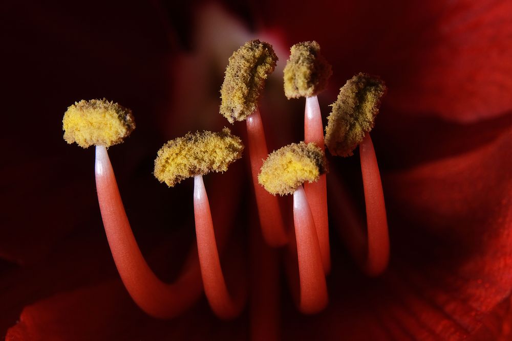 Blütenstempel einer Amaryllis