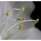 *** Blütenstempel einer Amaryllis ***