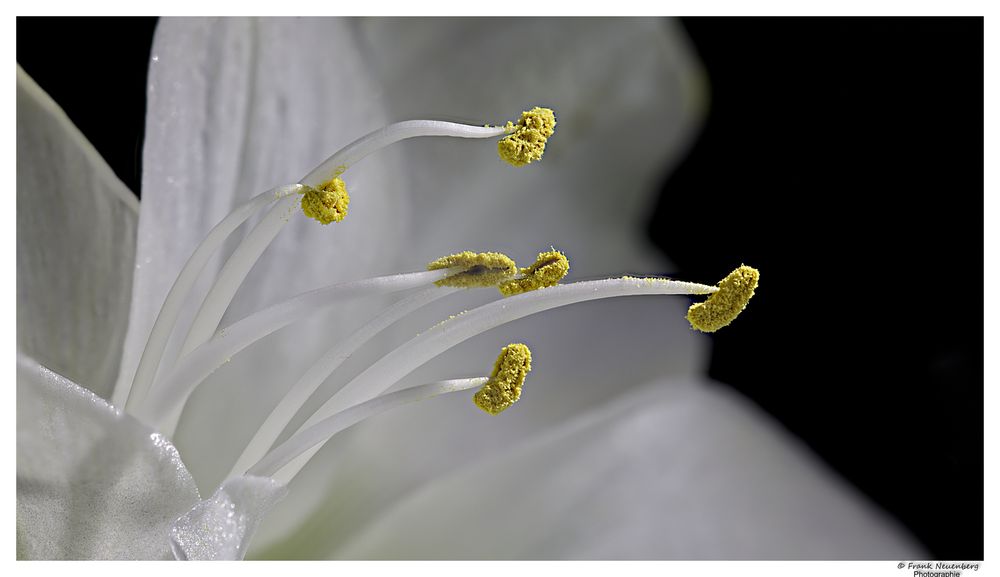 *** Blütenstempel einer Amaryllis ***