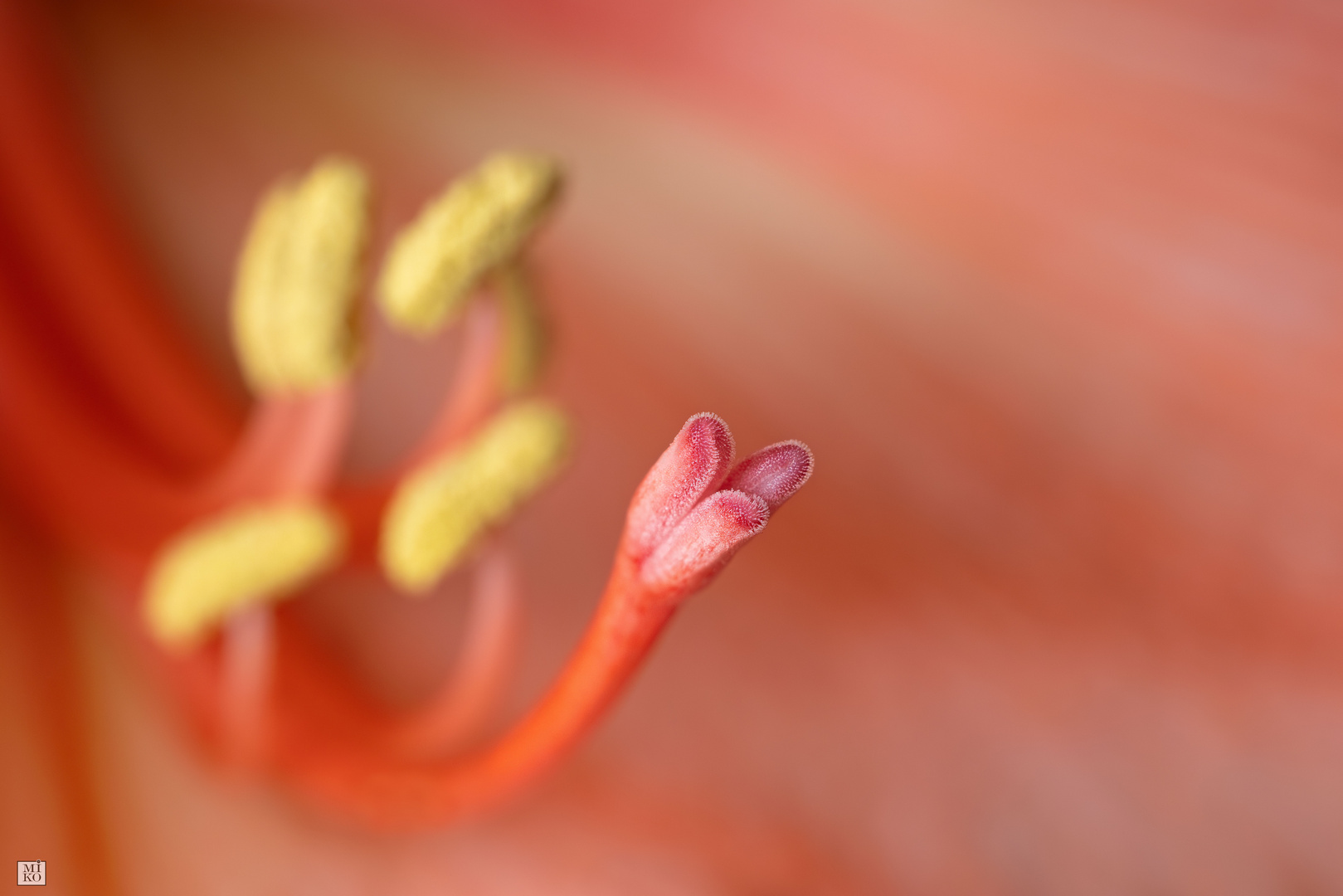 Blütenstempel einer Amaryllis