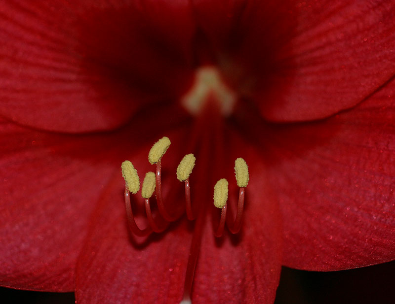 Blütenstempel einer Amaryllis