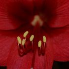 Blütenstempel einer Amaryllis