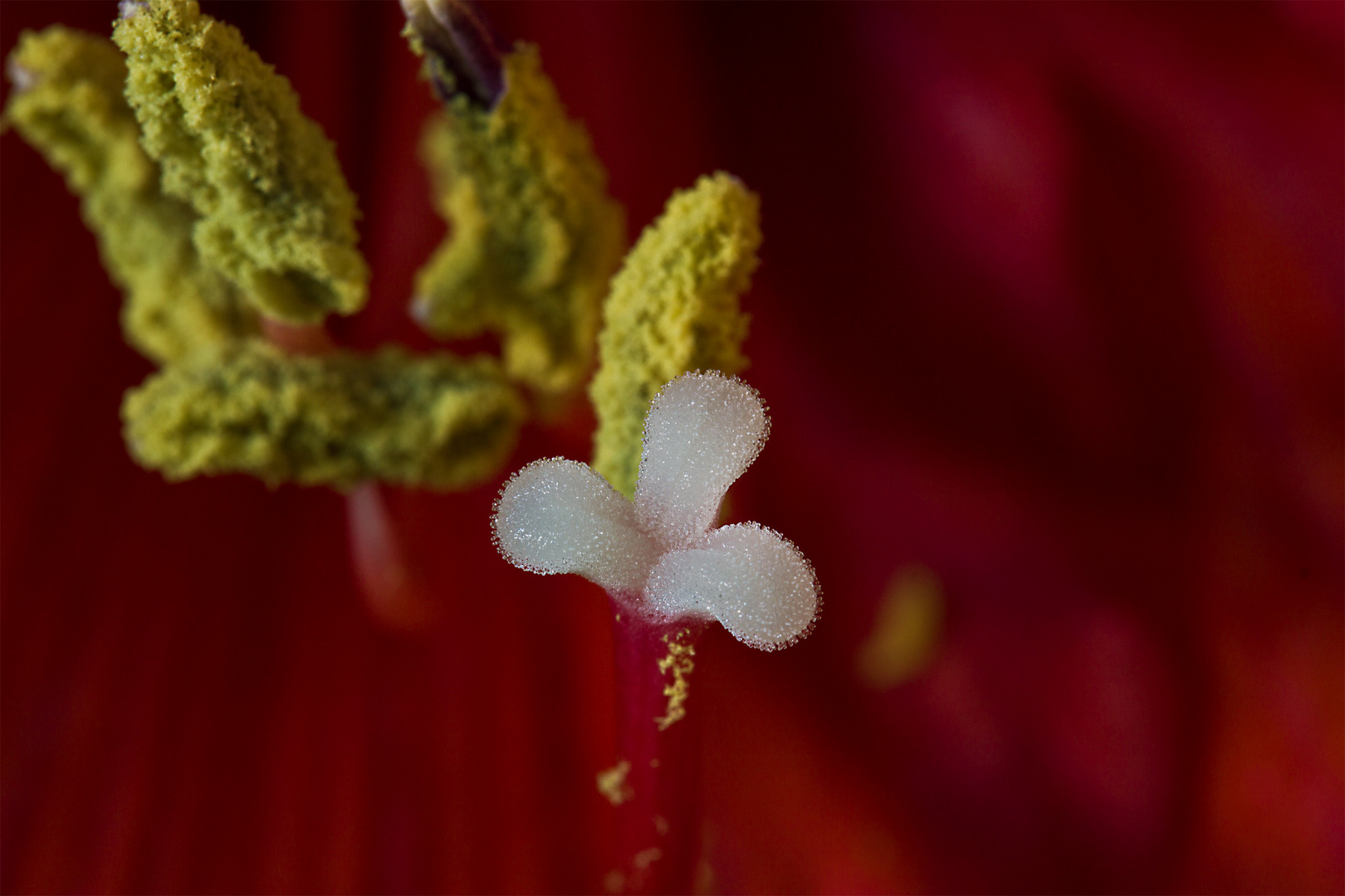 Blütenstempel einer Amaryllis