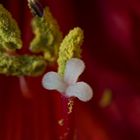 Blütenstempel einer Amaryllis