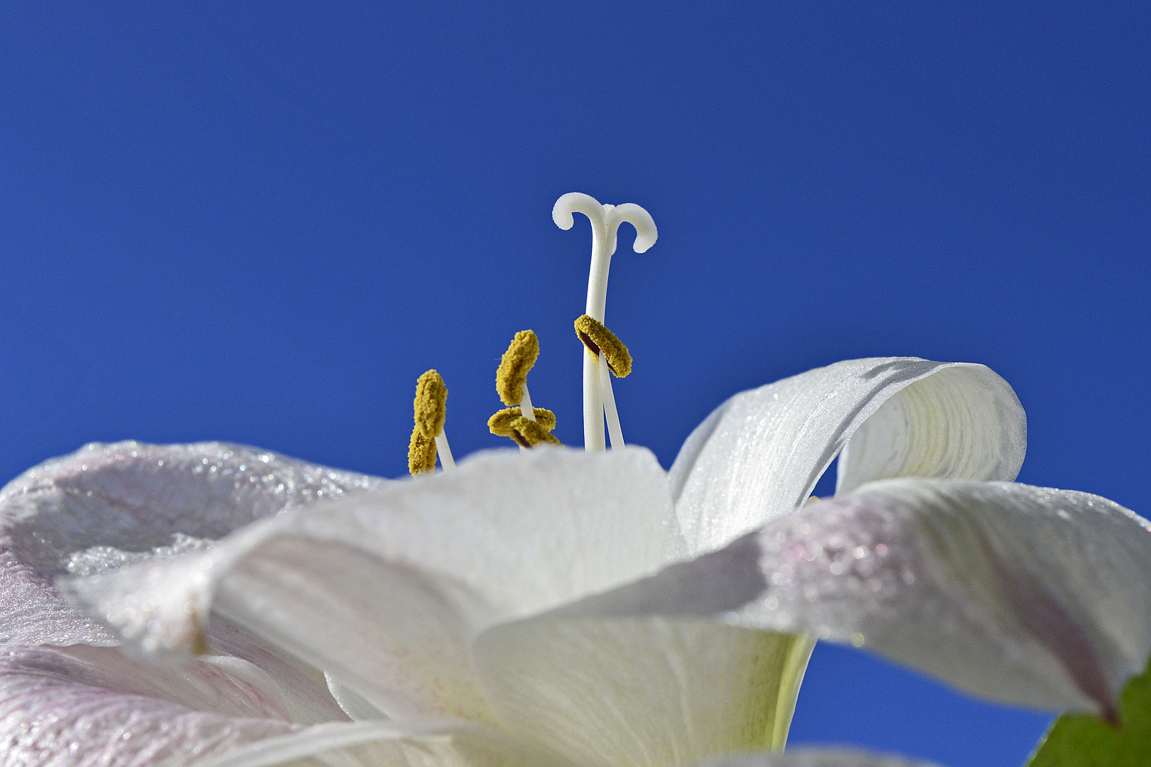 Blütenstempel einer Amaryllis