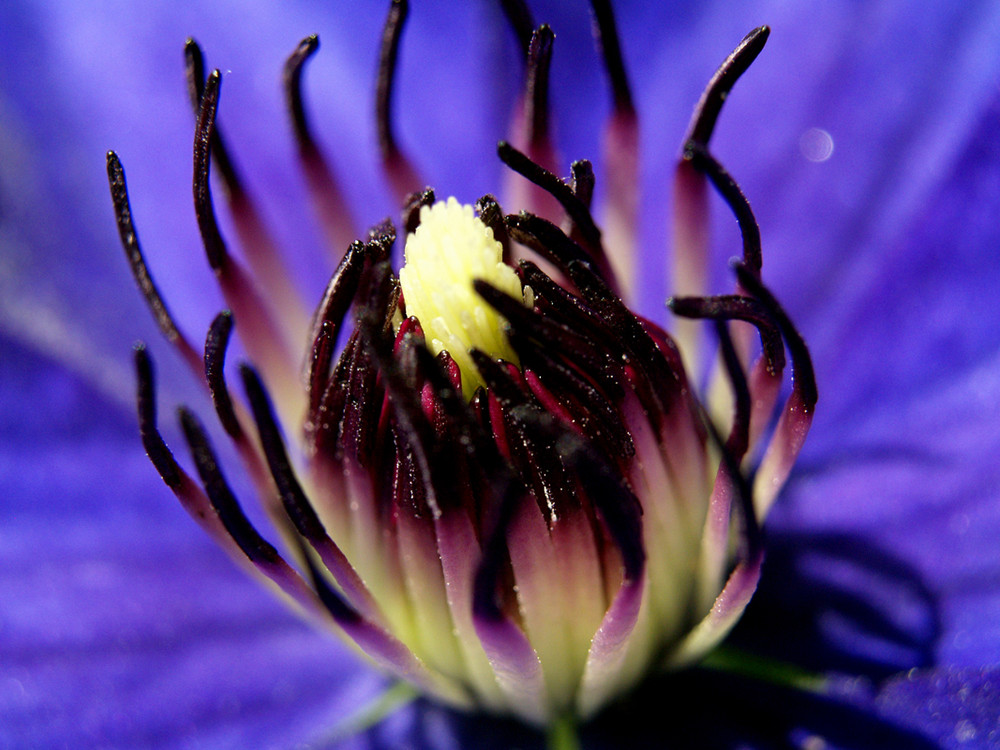 Blütenstempel einer Clematis