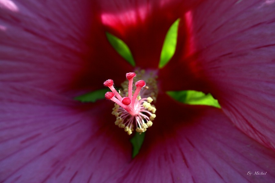 Blütenstempel einer Hibiscus