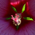 Blütenstempel einer Hibiscus