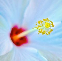 Blütenstempel einer Hibiskus