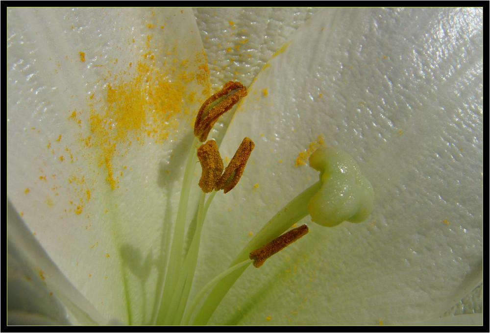 Blütenstempel einer Lilie