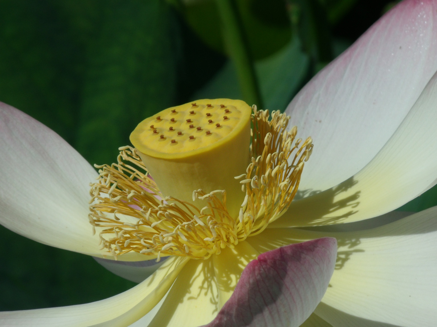 Blütenstempel einer Lotusblüte