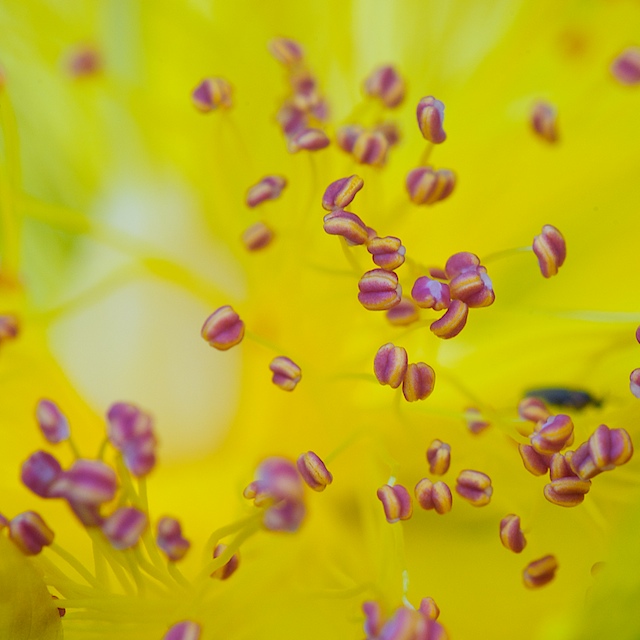 Blütenstempel einer nicht zugeordneten Blüte