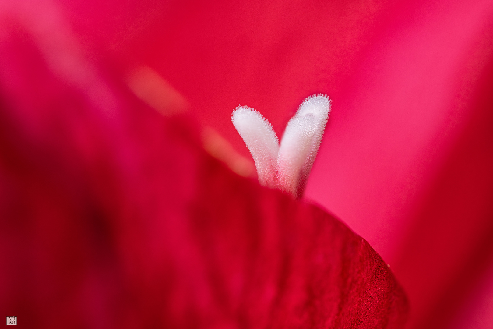 Blütenstempel einer roten Amaryllis