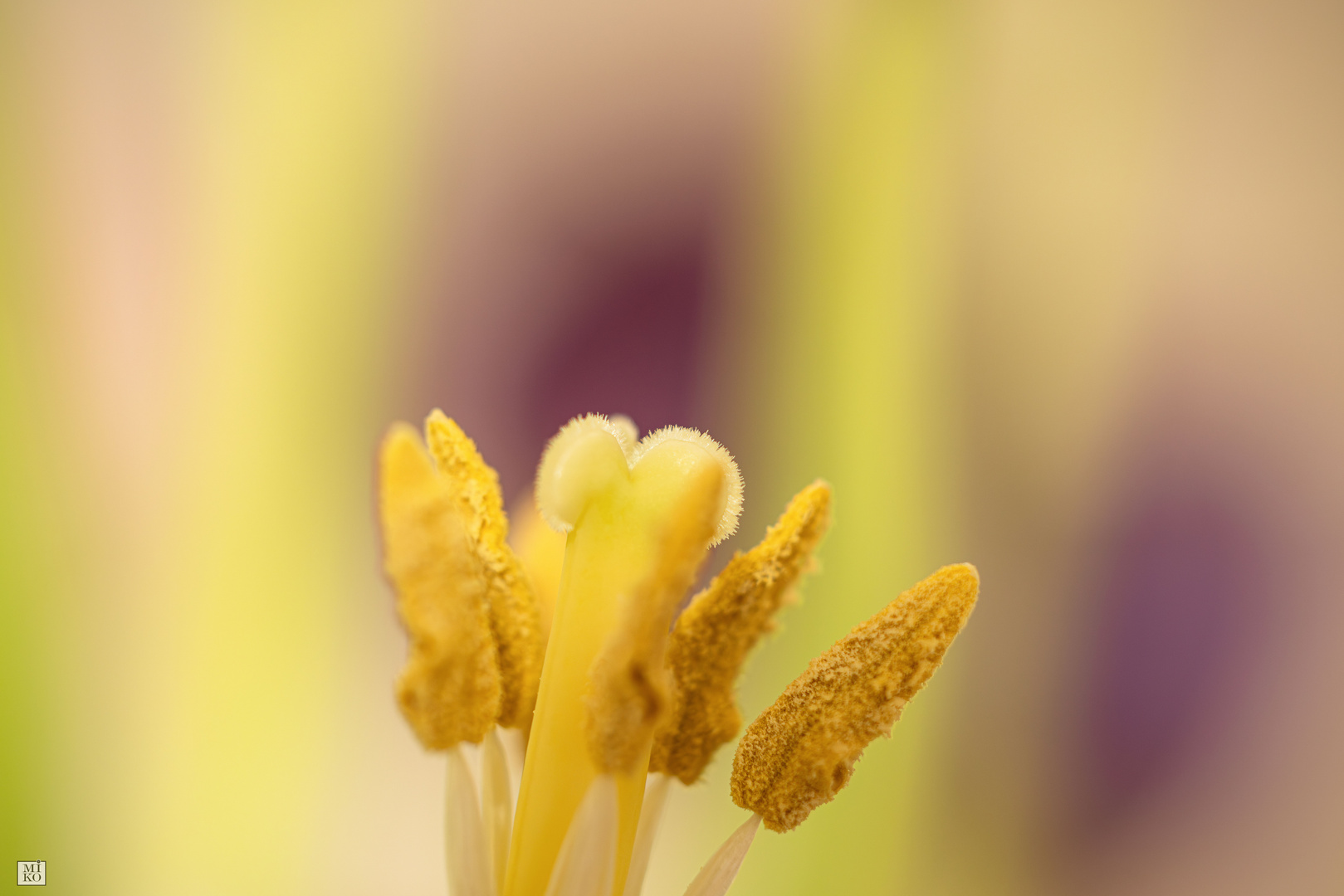 Blütenstempel einer Tulpe