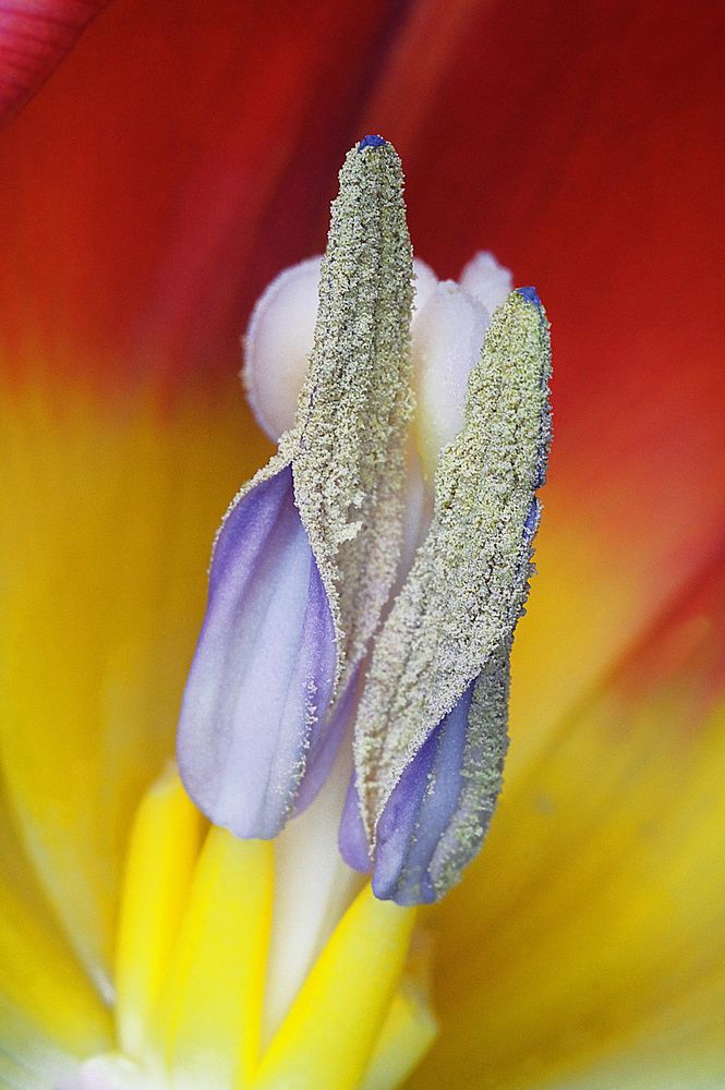 Blütenstempel einer Tulpe