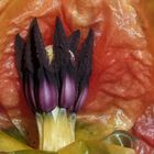 Blütenstempel einer Tulpe