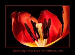 Blütenstempel einer Tulpe