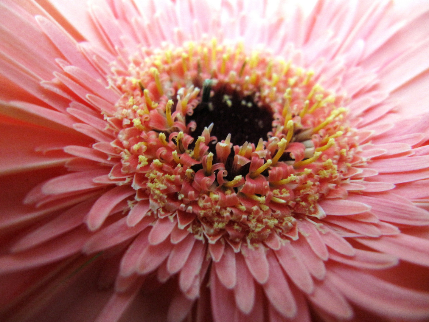 Blütenstempel Gerbera