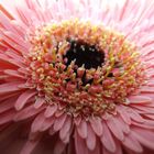 Blütenstempel Gerbera