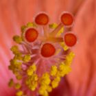 Bluetenstempel-Hibiskus