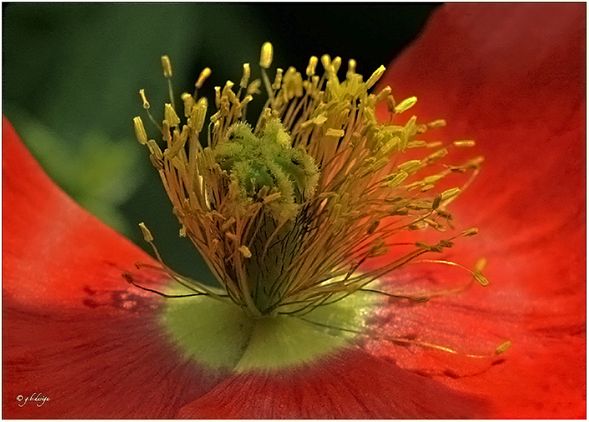 Blütenstempel II