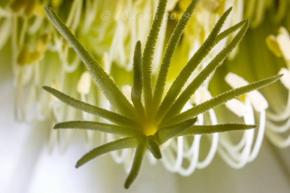 Blütenstempel im Gegenlicht