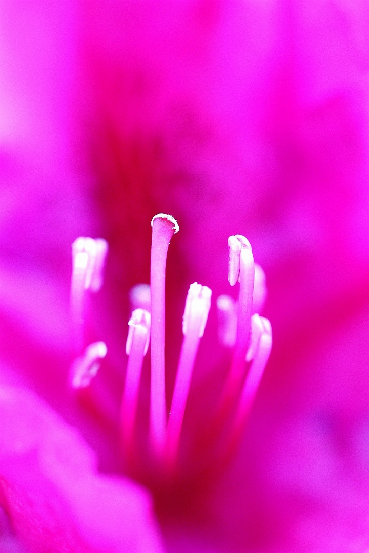 Blütenstempel in stylischem Pink