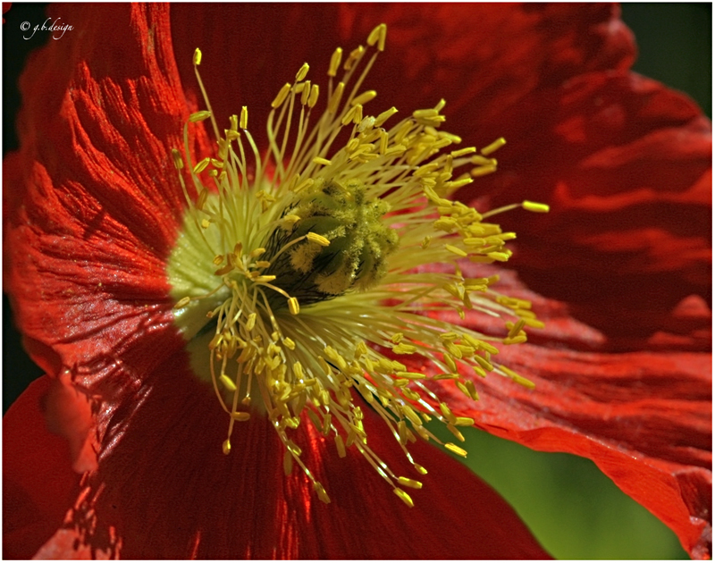 Blütenstempel IV