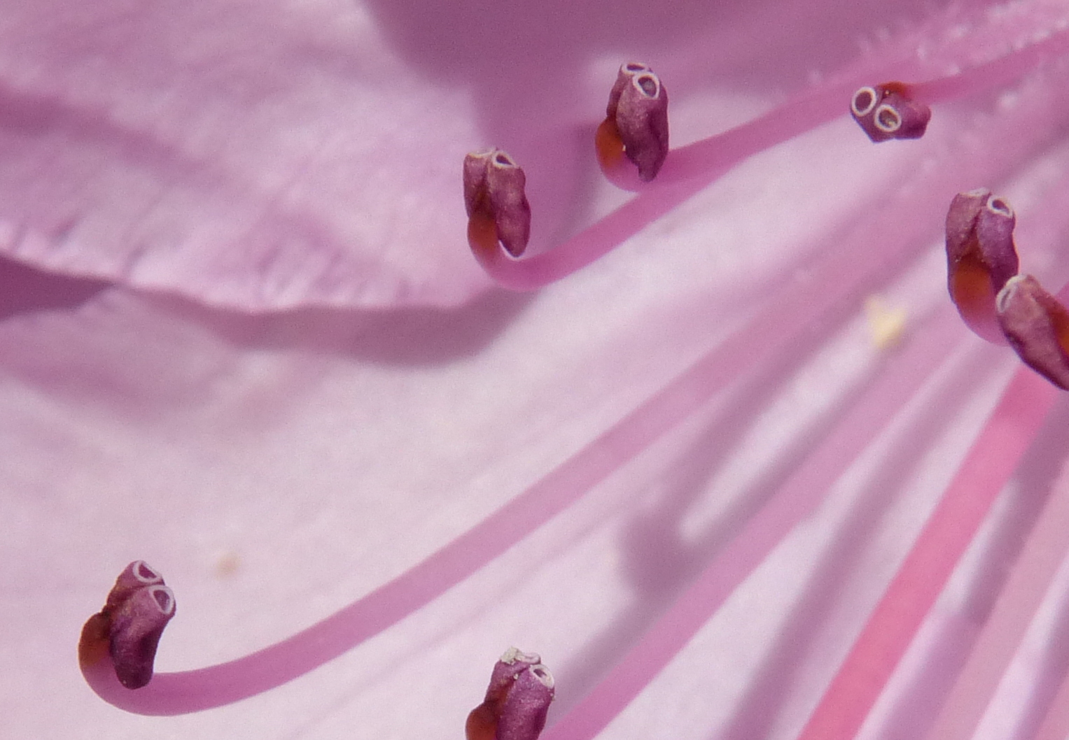 Blütenstempel Rhododendron