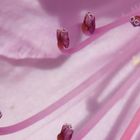 Blütenstempel Rhododendron
