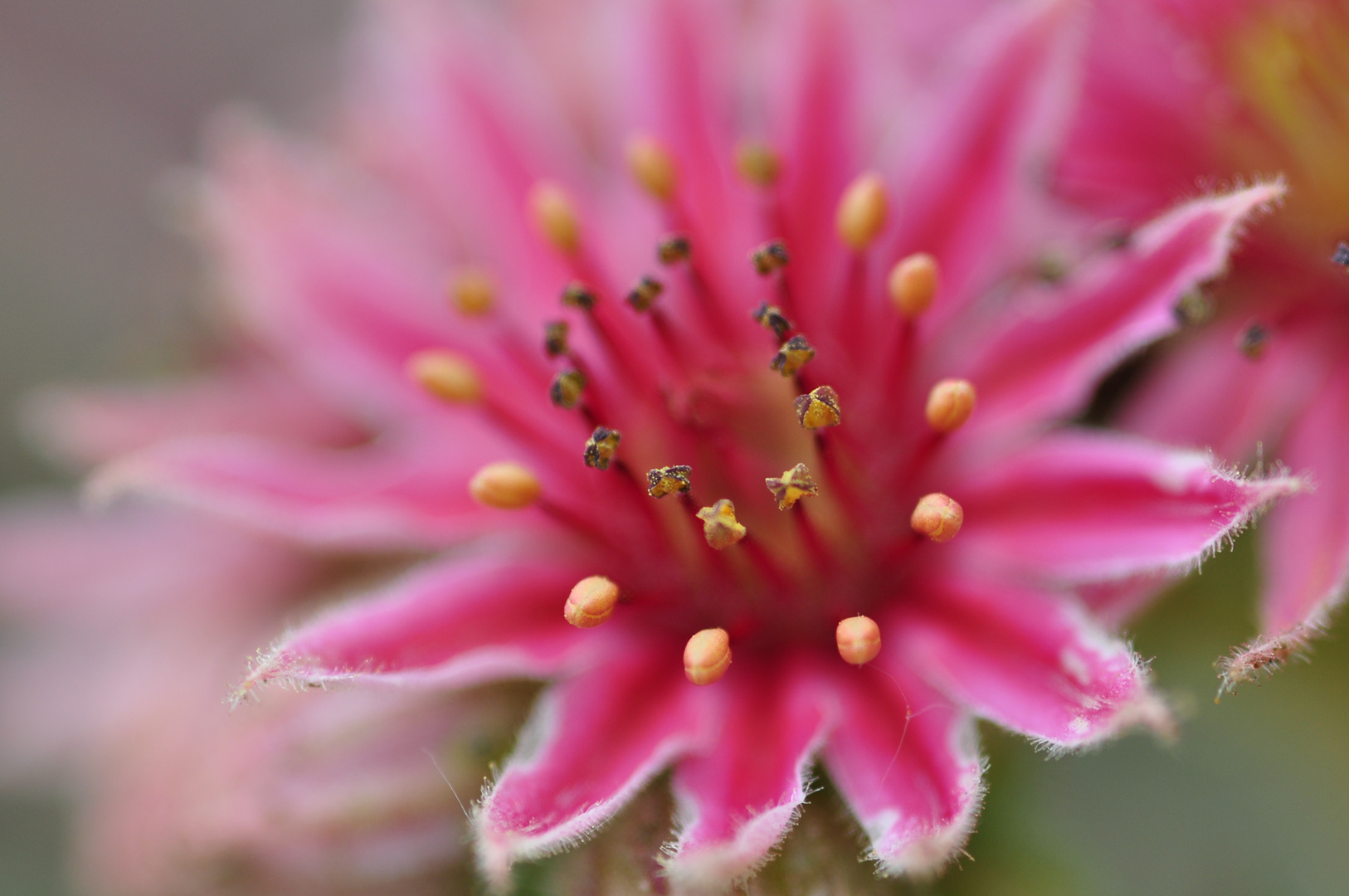 Blütenstempel Sempervivum