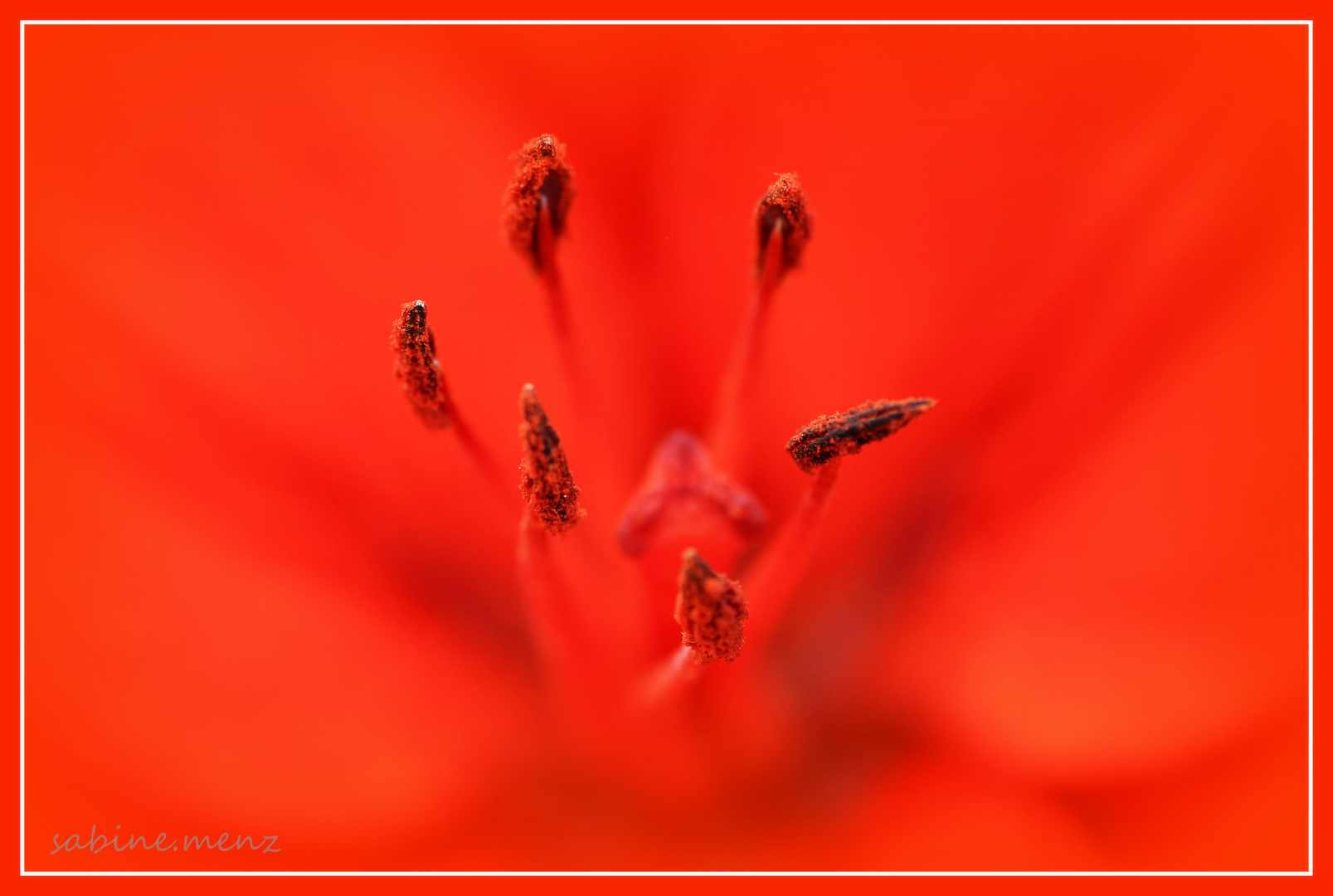Blütenstempel Tulpe