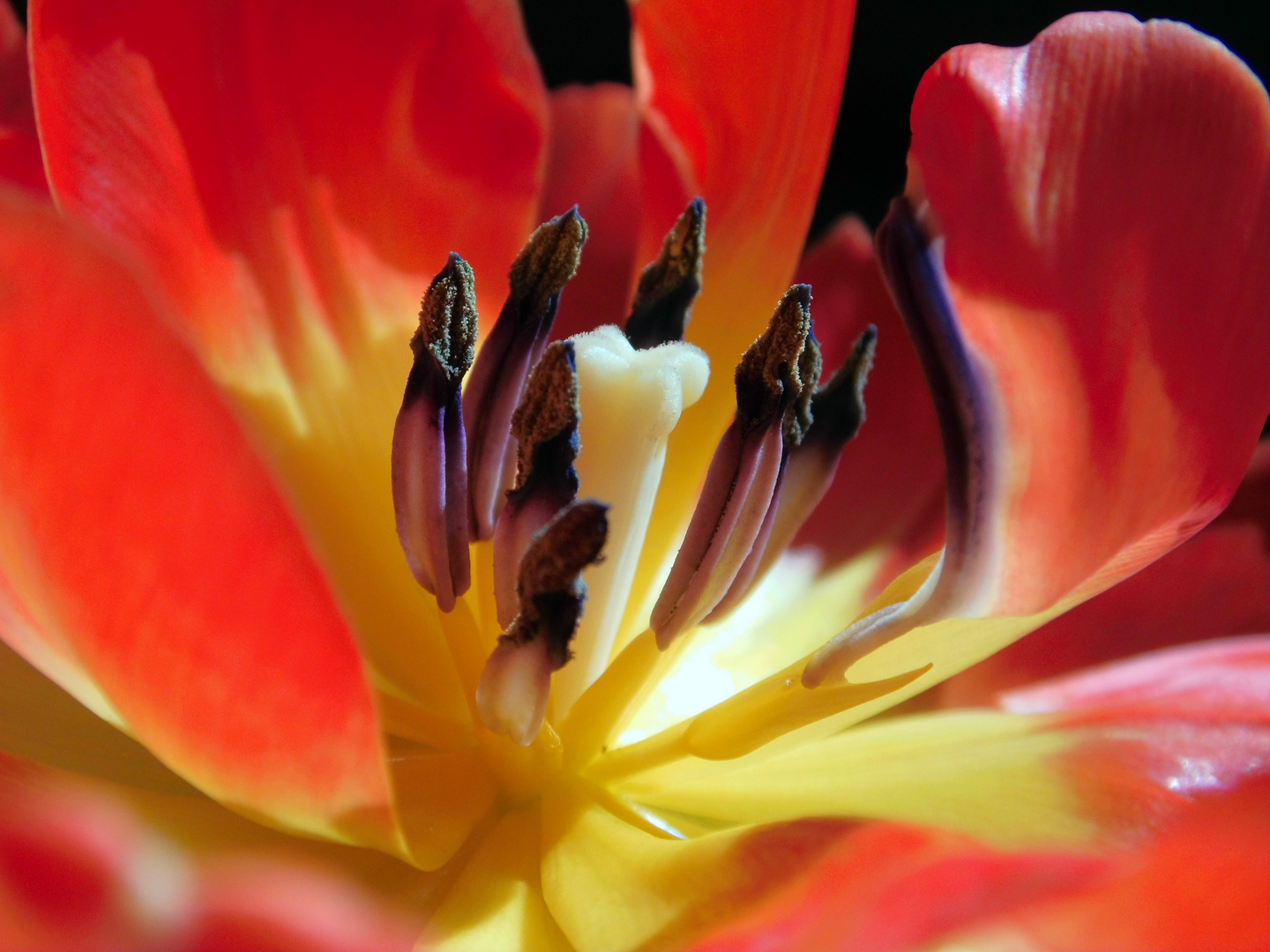 Blütenstempel, Tulpe