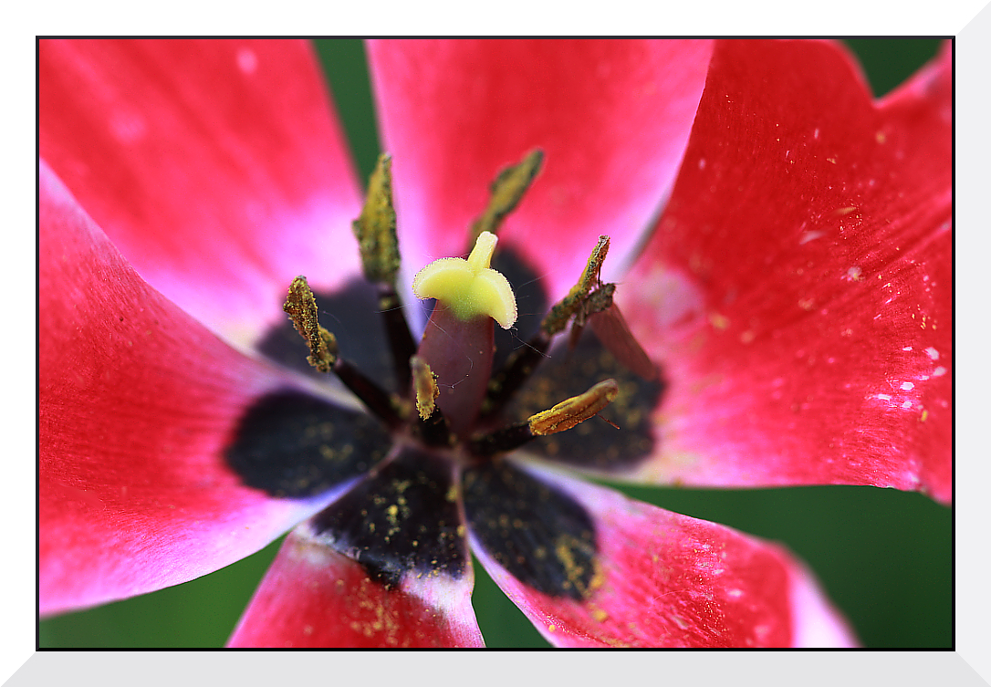 Blütenstempel Tulpe