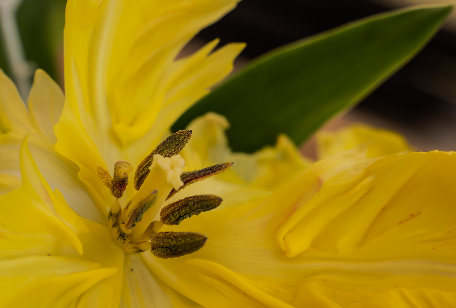 Blütenstempel und Staubgefäße