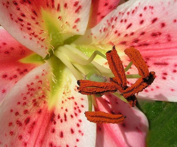 Blütenstempel unserer Gartenlilie