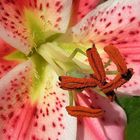 Blütenstempel unserer Gartenlilie