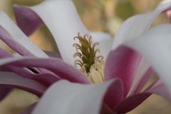 Blütenstempel von einer Sternmagnolie