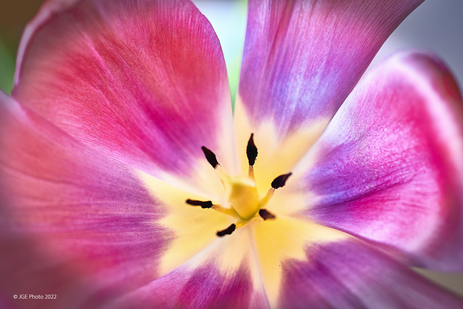 Blütenstempel von einer Tulpe