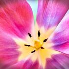 Blütenstempel von einer Tulpe