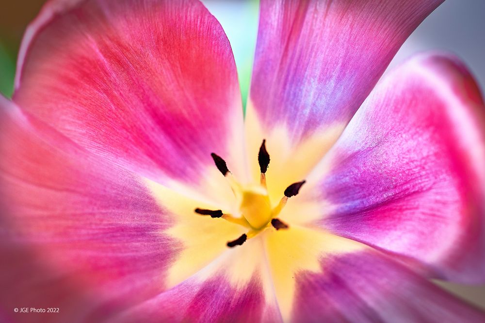 Blütenstempel von einer Tulpe