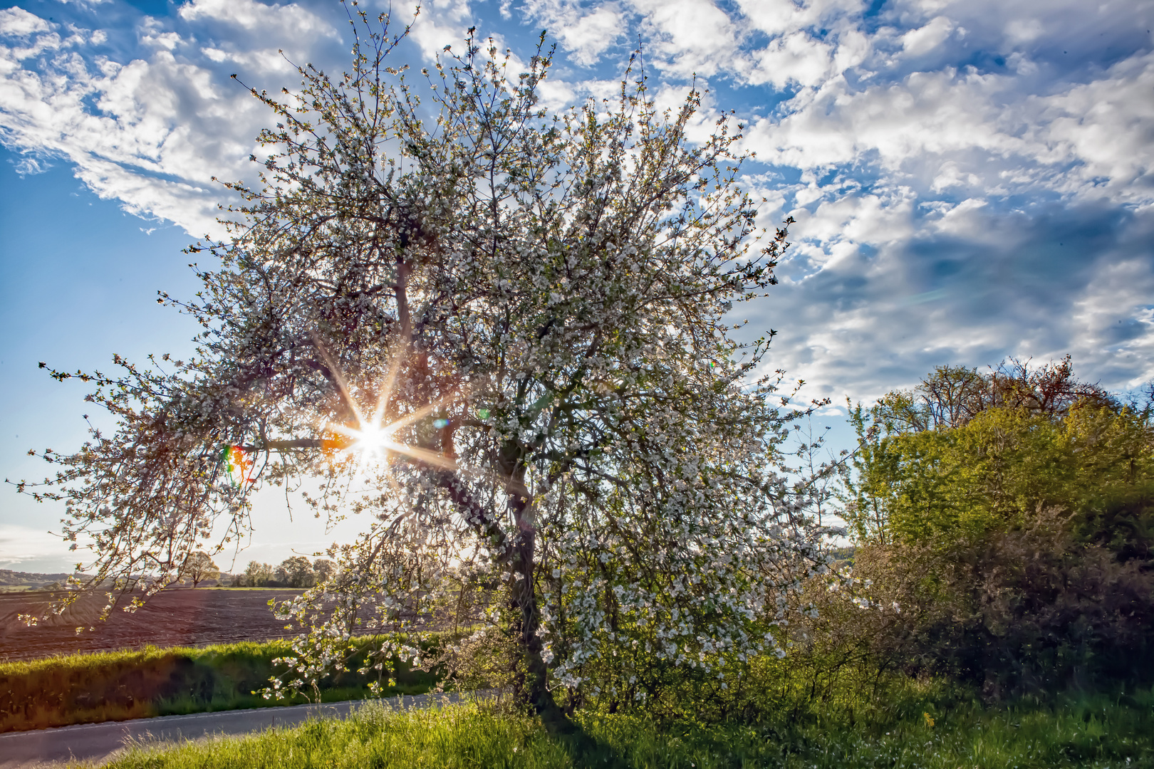 Blütenstern-Baum