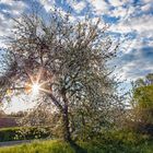 Blütenstern-Baum