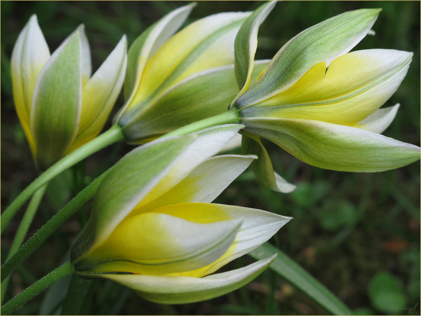 Blütensterne der Tarda-Tulpe