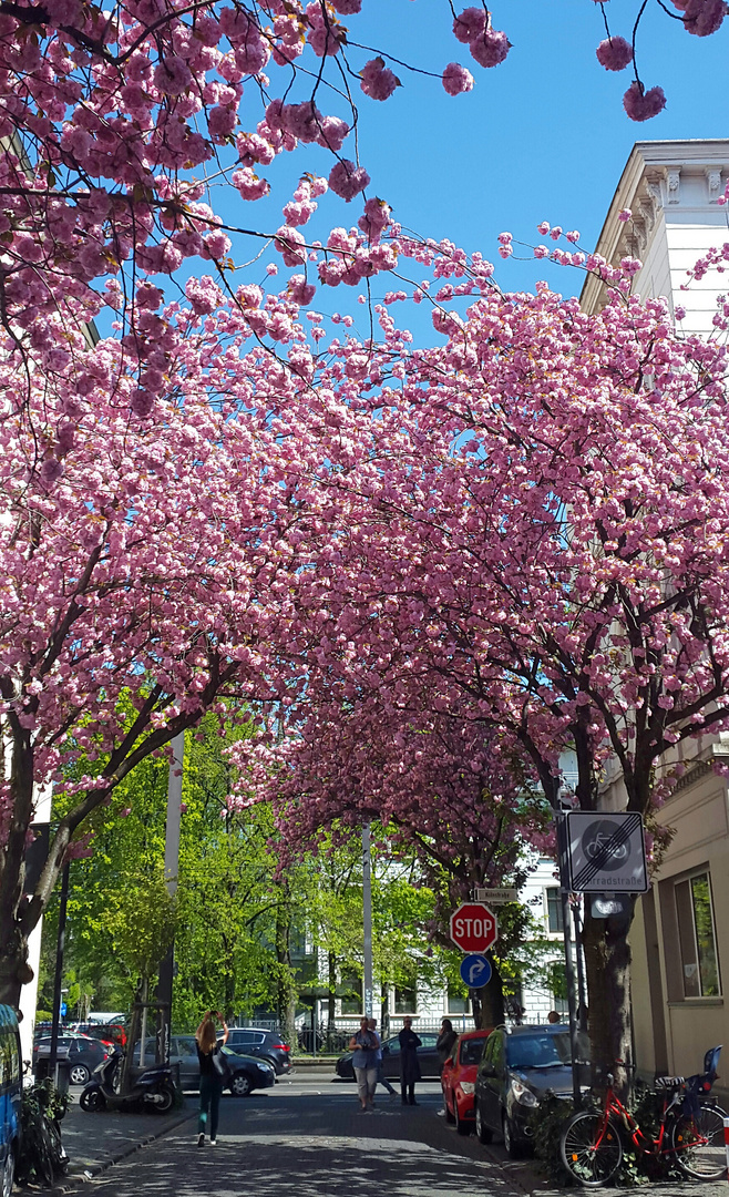 Blütenstraßen mit Grün